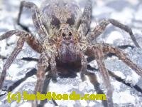/home//u458753944/public_html/sourcegallery////////////Roxborough Toad Detour/2022/2022-03-19/P3190903.JPG
